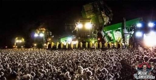 De nuit, une foule de lumières : on croit voir un concert. En réalité, une moissonneuse dans un champ de coton.